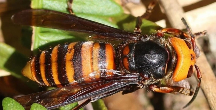 İrlanda'da Asya eşek arısı alarmı: Biyogüvenlik tehdidi