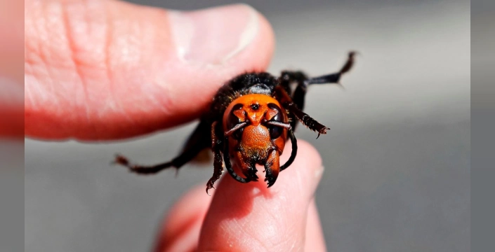 İrlanda'da Asya eşek arısı alarmı: Tek bir yuva bal arılarını yok edebilir