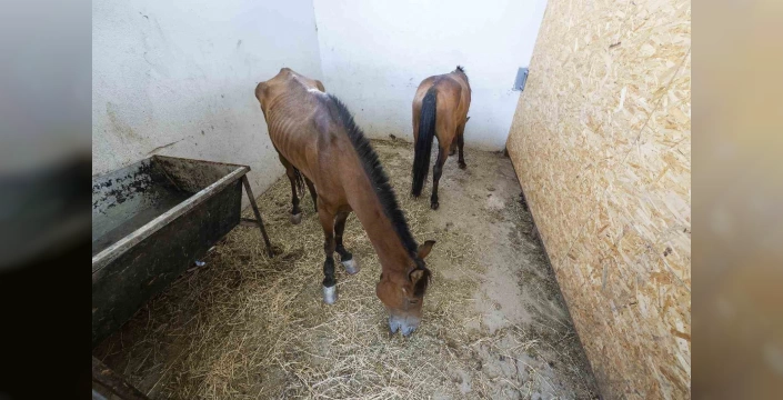 İzmir'de aç ve susuz bırakılan 3 at kurtarıldı