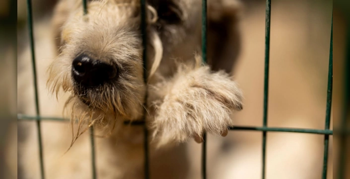 Kayıp Alman kurdu Bella, 6 yıl sonra ailesiyle yeniden bir araya geldi