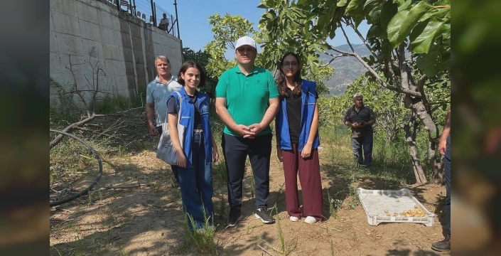 Köşk'te gönüllü hasat etkinliği