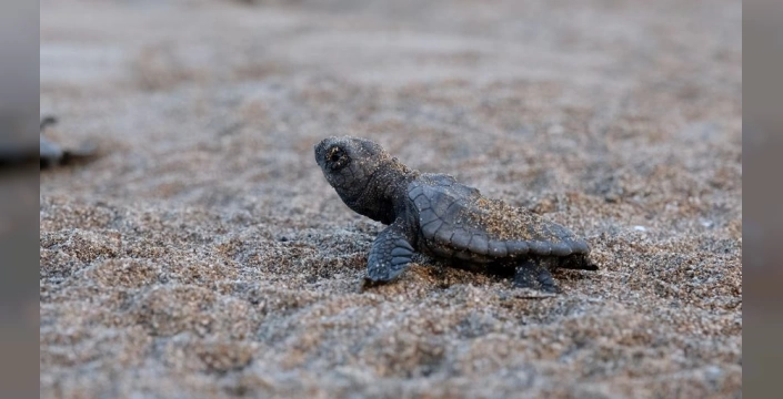 Muğla'da 40 bin yavru deniz kaplumbağası denize kavuştu