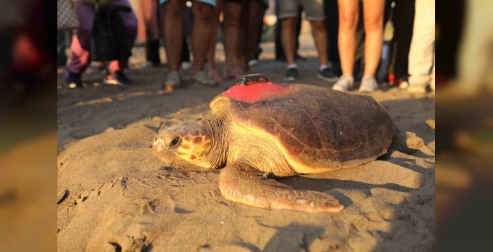Muğla'da 7 Caretta Caretta denize bırakıldı