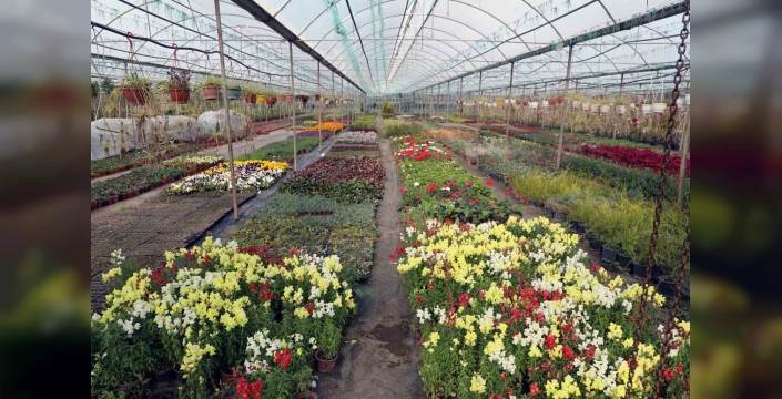 Muğla'da alım garantili çiçek üretimi: 27 milyon çiçek, 23 milyon TL tasarruf