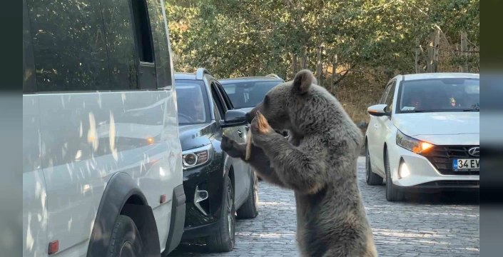 Nemrut Kalderası'nda ayı saldırısı: Vatandaş son anda kurtuldu