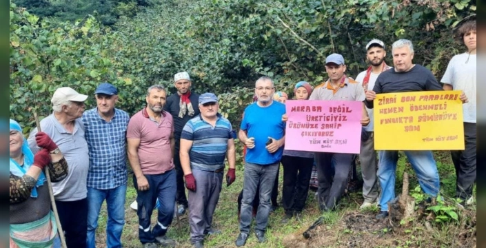 Ordu'da fındık üreticilerinden TMO'ya tepki: Fiyat yetersiz