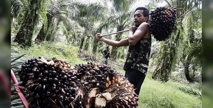 Palm Yağı Fiyatları 5.5 Aylık Zirveye Yükseldi