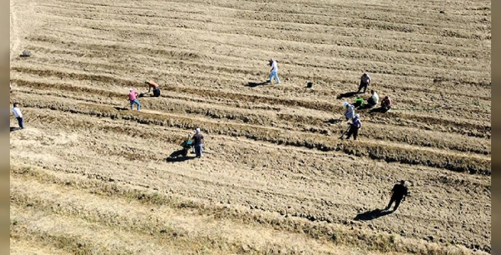 Safranbolu'da safran ekimi başladı: 1 kilogramı 450 bin lira