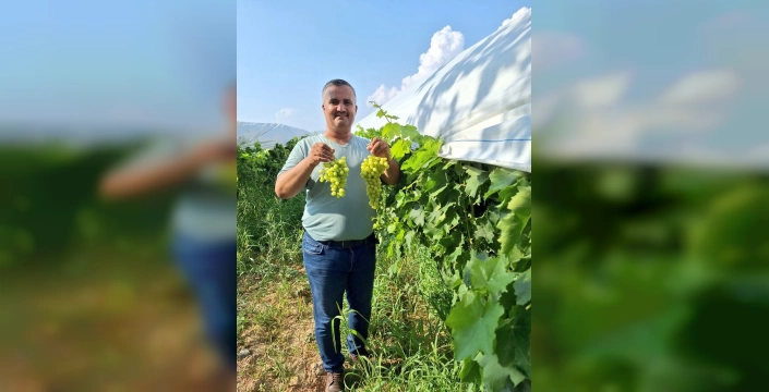 Sarıgöl'de üzüm hasadı başladı: Sosyal medya pazarlaması hız kazandı