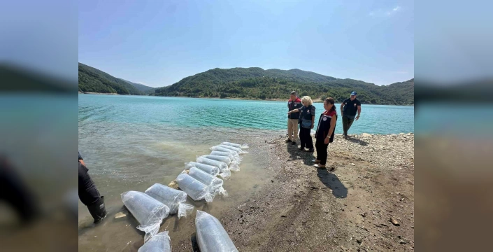Sinop'ta 1 milyon 468 bin yavru sazan balığı doğaya bırakıldı