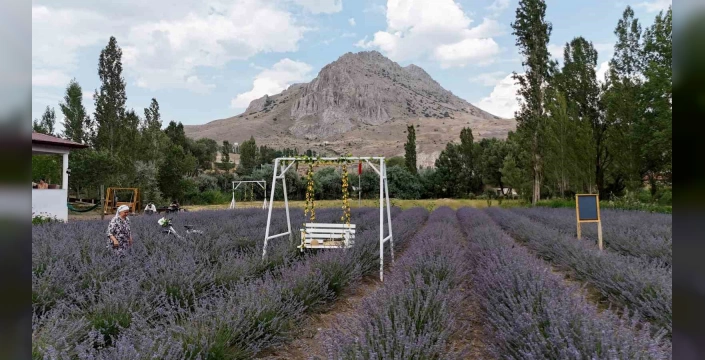 Sivas'ta lavanta bahçesi: astım hastası eş için kurulan bahçe ilgi odağı oldu