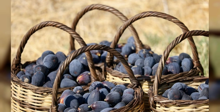 Siyah Orak İncirinde Hasat Başladı: Yüksek polifenol ve antioksidan içeriğiyle dikkat çekiyor