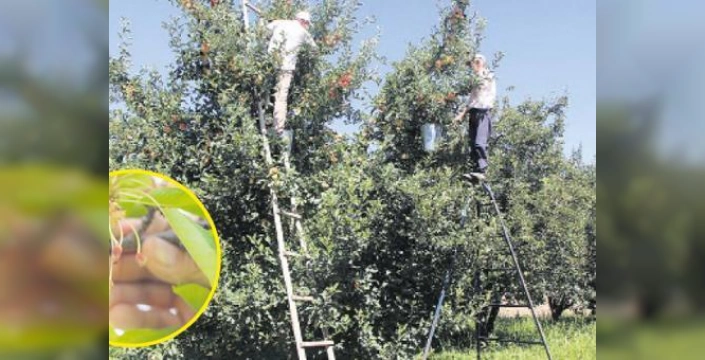 Tarım Sigortalarıyla 7.3 Milyar Lira Hasar Tazminatı Ödendi