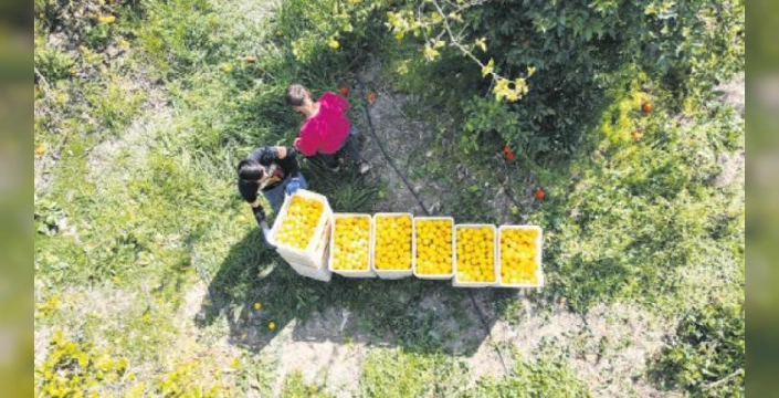 Tarım ve Orman Bakanı Yumaklı: Gençlere tarımda destek artıyor