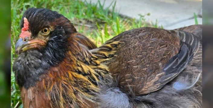 Teksas'ta 14 yaşındaki Pearl: Dünyanın en yaşlı tavuğu