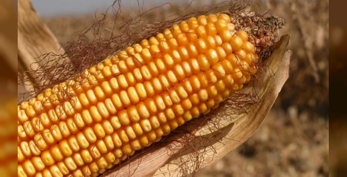 TMO mısır alım fiyatını açıkladı: Ton başına 11 bin 300 TL