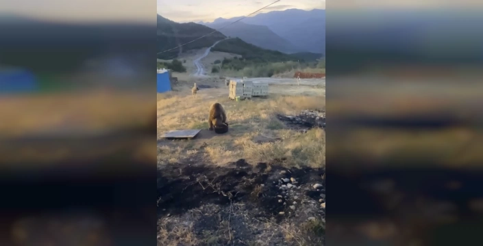 Tunceli'nin Hozat ilçesinde boz ayı jandarma karakoluna misafir oldu