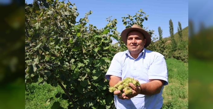 Adana'da fındık hasadı: 5 yıl önce dikilen fidanlar meyve verdi