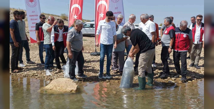 Adıyaman'da 1 milyon 75 bin yavru sazan balığı suya bırakıldı