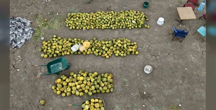 Ağrı'da kavun hasadı başladı: 100 ton ürün bekleniyor