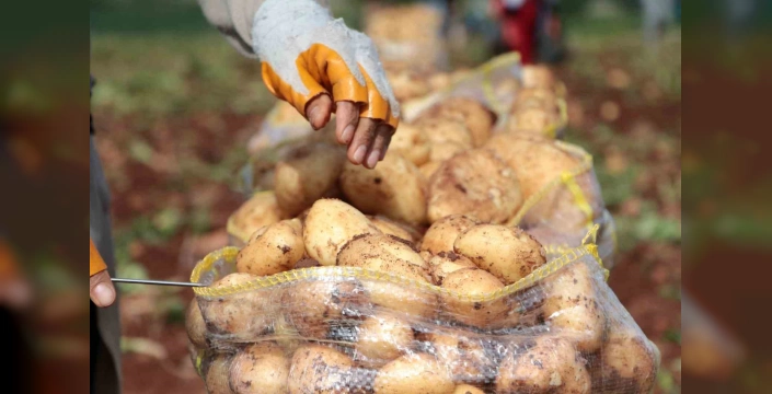 Ağustos'ta patates fiyatları düştü, hava yolu taşımacılığı zamlandı