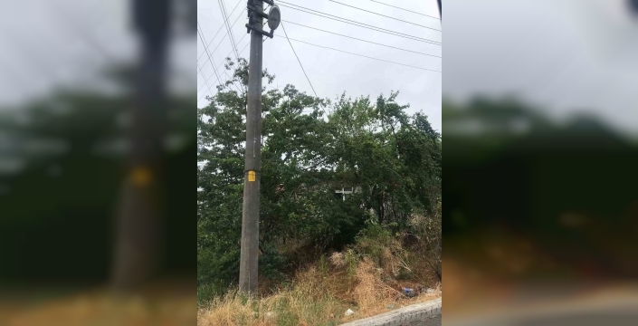 Alaplı'da elektrik telleri ağaç dallarıyla iç içe: Vatandaşlar tedirgin
