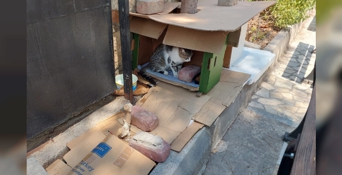 Antalya'da kedi evi skandalı: 1 haftada 3 kez çöpe atıldı, 2 kedi kayıp