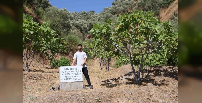 Aydın'da ilginç uygulama: Herkesin incir yiyebileceği bahçe