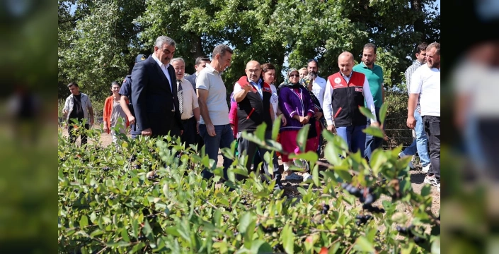 Balya’da aronya hasadı başladı