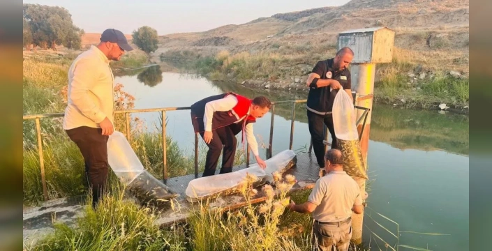 Bitlis'te göllere milyonlarca sazan yavrusu bırakıldı