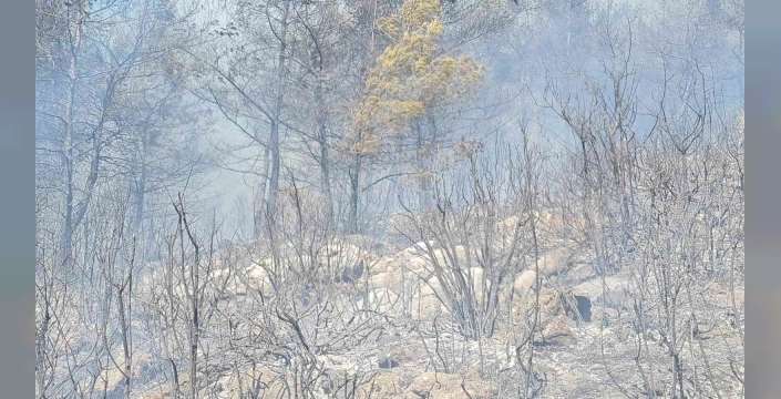 Bodrum'da orman yangını: Ekiplerin havadan ve karadan müdahalesi sürüyor