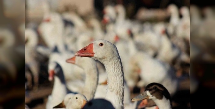 Boğazlıyan'da 10 yılda 800 kaz yetiştiriciliğine ulaştı