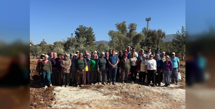Bölge halkı taşınan zeytinleri yerinde gördü