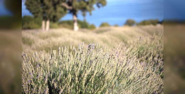Burdur’da yağmur suyuyla yetişen lavanta, yurt dışına ihraç ediliyor