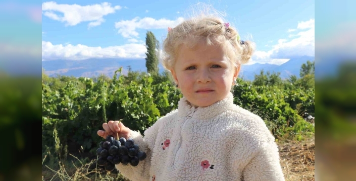 Erzincan'ın tescilli ürünü Cimin üzümü hasadı sürüyor