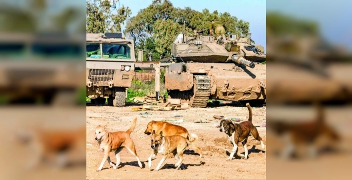 Gazze'deki İnsani Dram: Köpekler ve Kediler Cesetleri Yiyor