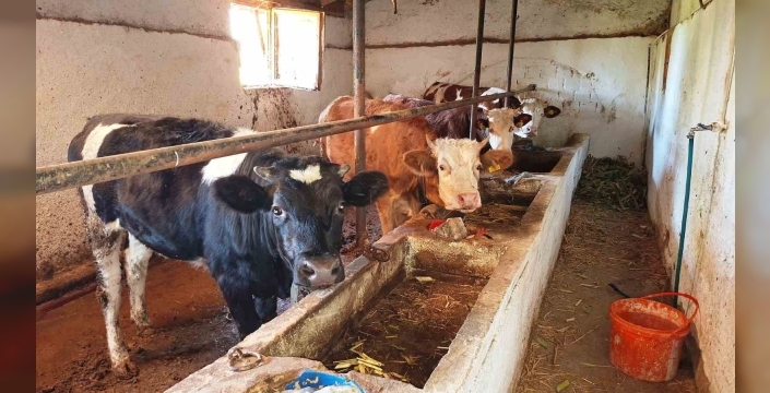 Hisarcık'ta şap hastalığı: İlçe karantinaya alındı