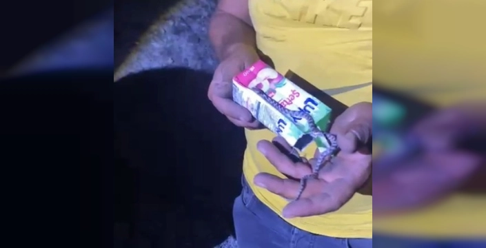 Kastamonu'nun Araç ilçesinde yangından kurtulan yavru yılan şaşırttı