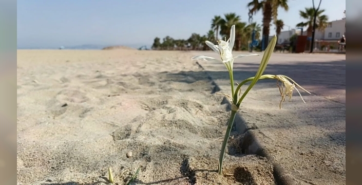 Kuşadası'nda Kum Zambakları Tekrar Açtı: Çevre Kirliliğine Dikkat Çekiliyor