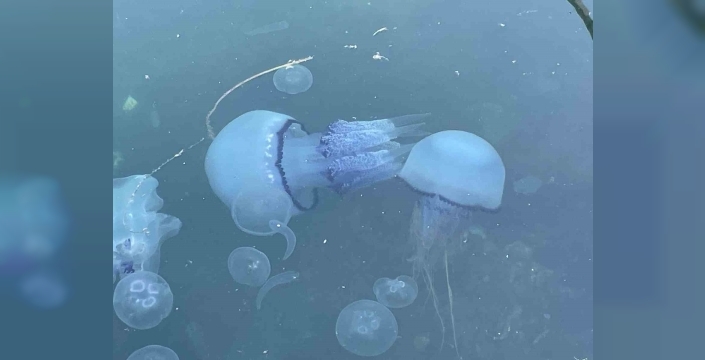 Marmara Denizi'nde müsilaj tekrar başladı: Balıkçılar çaresiz