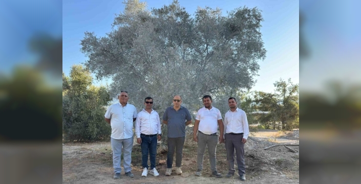 Milas'ta ilk: Zeytin ağaçları bilimsel yöntemlerle taşındı