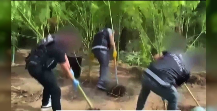 Muğla'da uyuşturucu operasyonu: 695 kenevir bitkisi ve 20 kilo esrar ele geçirildi