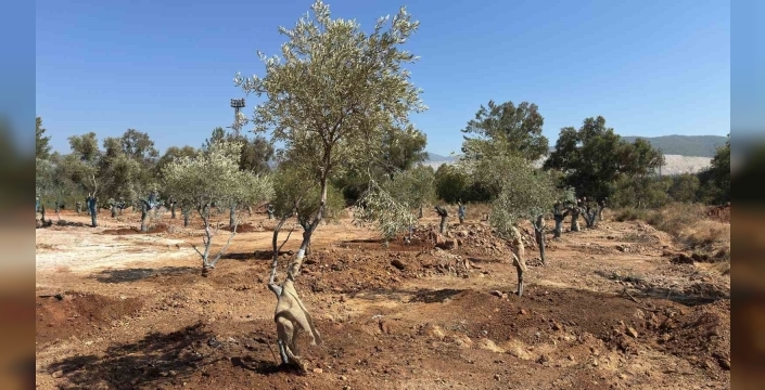 Muğla’daki 151 zeytin ağacı yeni yerlerine taşındı