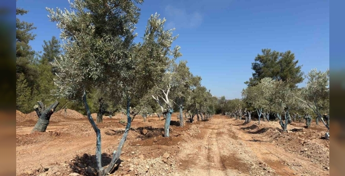 Muğla Milas’ta 151 zeytin ağacı taşındı: Köylüler, 'zarar verilmediğini gördük' dedi