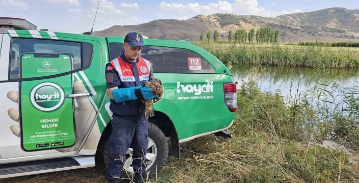 Muş'ta yaralı kartal koruma altına alındı