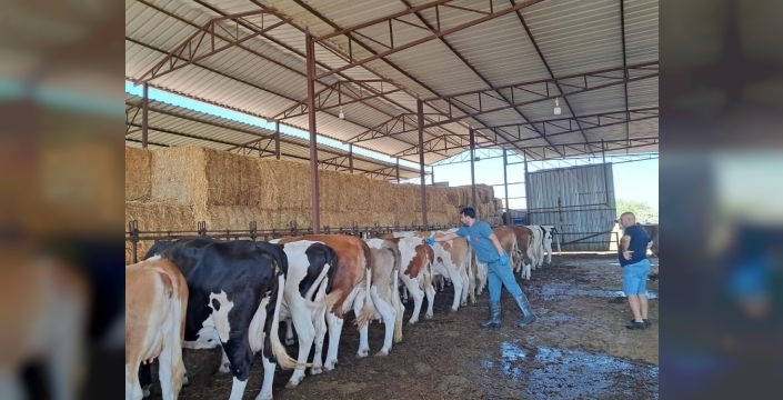 Nazilli'de şap hastalığına karşı aşılama çalışmaları devam ediyor