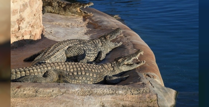 Pensilvanya'da 1,5 metrelik timsahla alışverişe engel