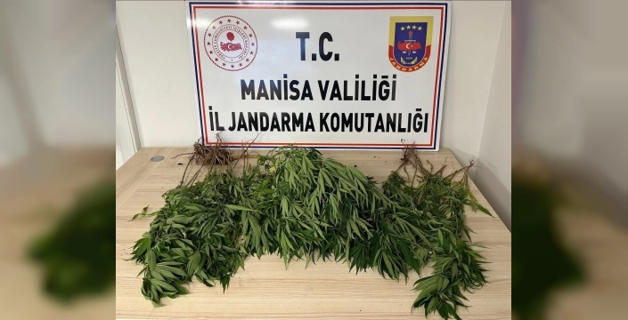 Salihli'de uyuşturucu operasyonu: 38 kök kenevir ele geçirildi