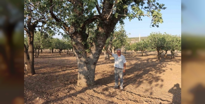 Şanlıurfa'da asırlık fıstık ağaçları kuruyor