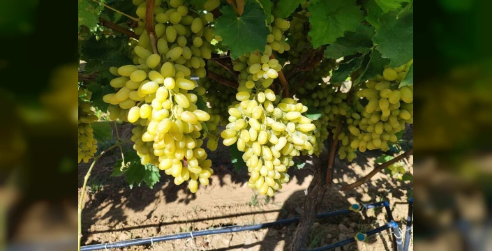 Sarıgöl'de örnek üretim: Emin Çepel'in üzümleri Avrupa'ya gidiyor